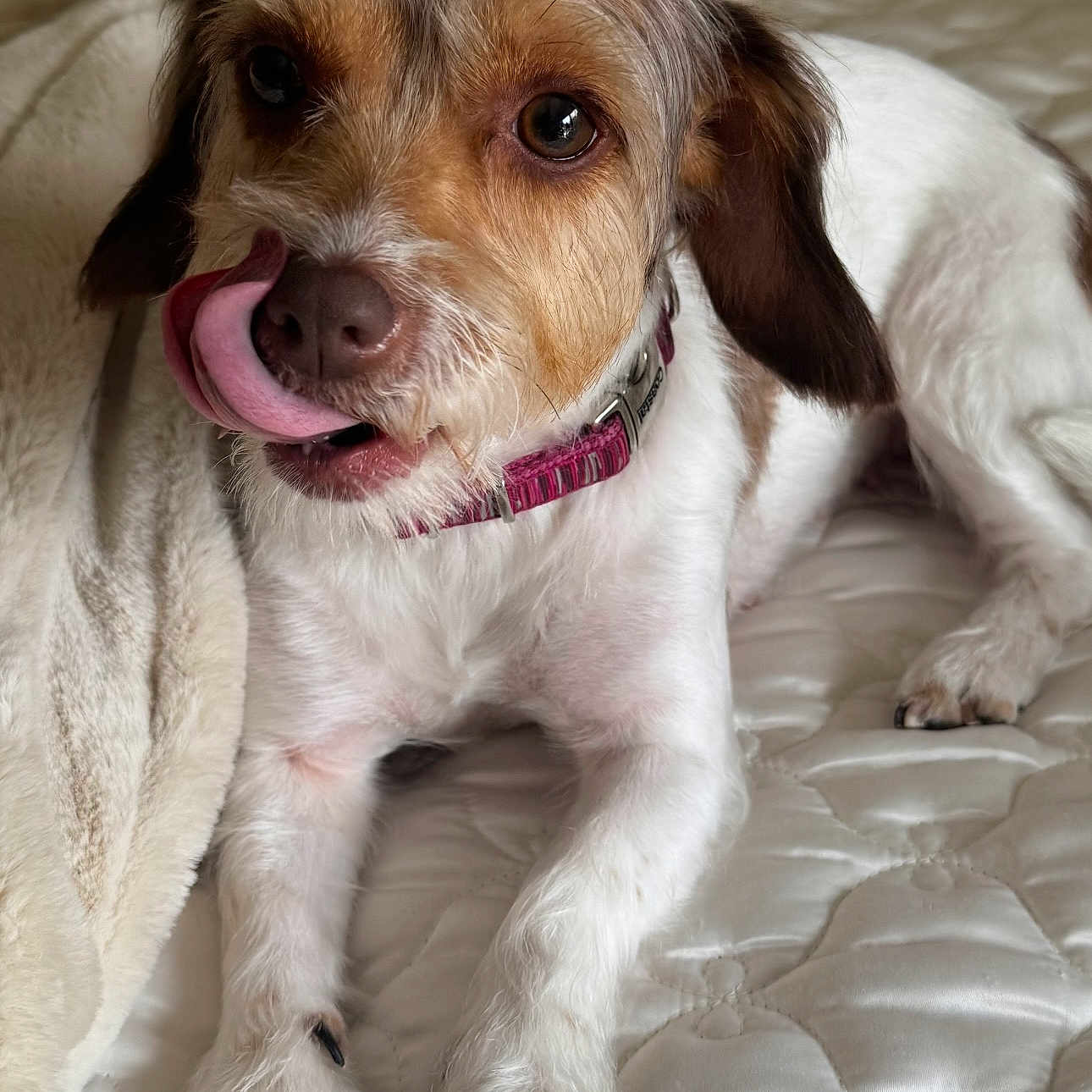 Coco is registered to the contest to win money with this photo: animal, bed, blanket, brown, closeup, collar, cute, dog, domestic_animal, fur, indoor, licking, mammal, paw, pet, relaxed, snout, tongue, whiskers, white