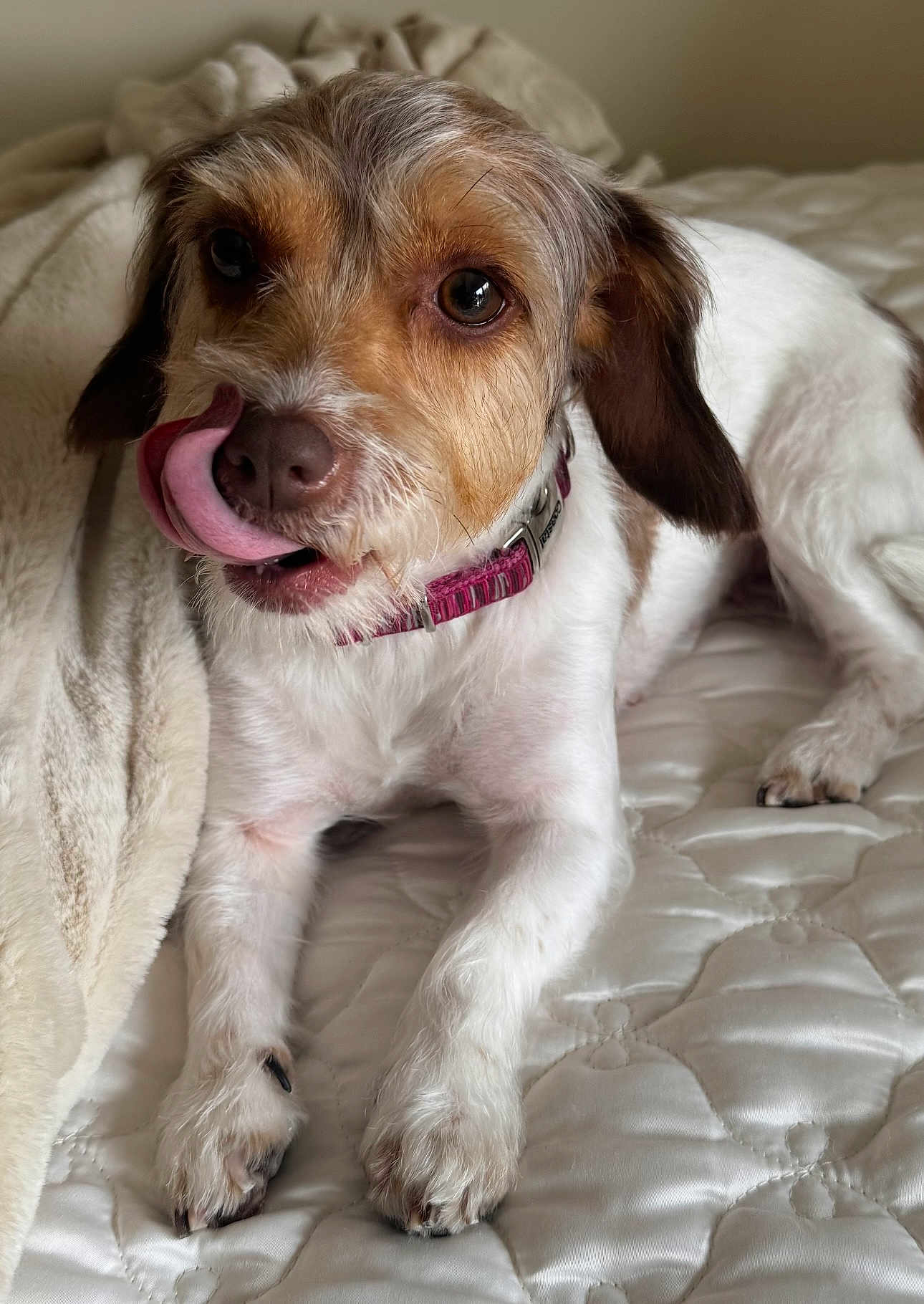 Coco is registered to the contest to win money with this photo: animal, bed, blanket, brown, closeup, collar, cute, dog, domestic_animal, fur, indoor, licking, mammal, paw, pet, relaxed, snout, tongue, whiskers, white