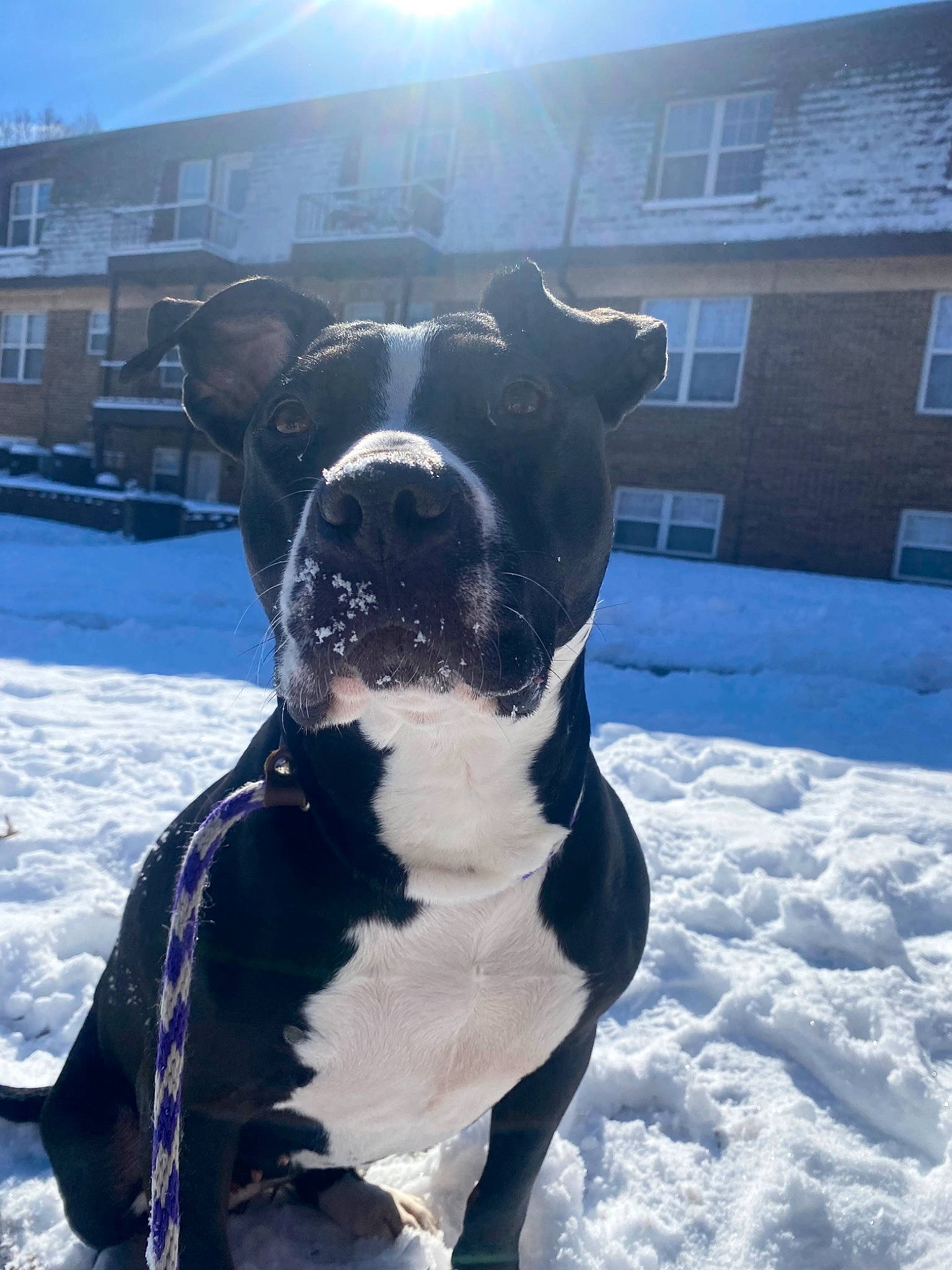 Oreo joined the competition — help win amazing prizes! art, carnivore, collar, companion_dog, dog, dog_breed, dog_collar, electric_blue, fawn, freezing, light, pet_supply, precipitation, sky, snout, snow, whiskers, window, winter, working_animal
