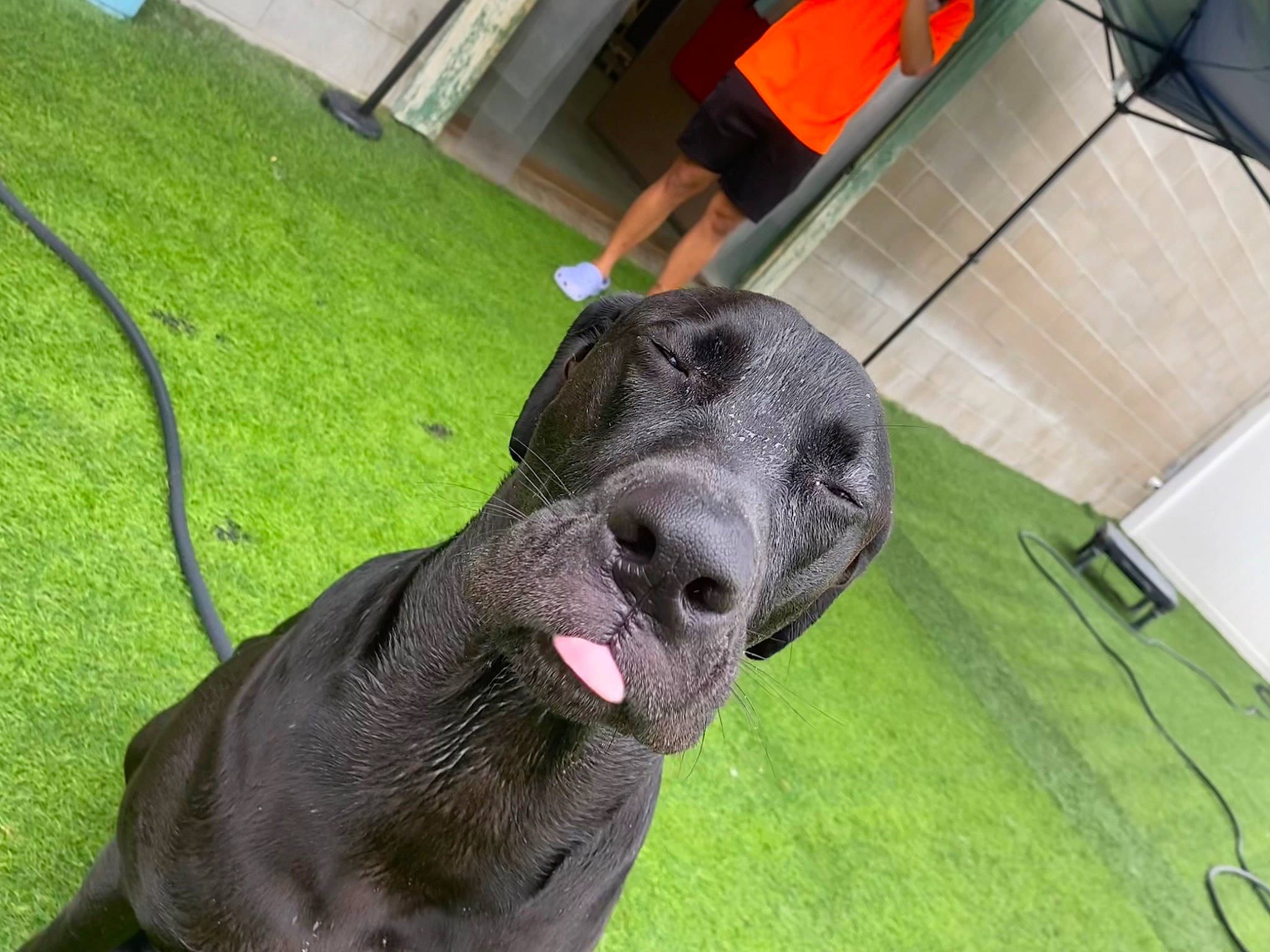 Rex is registered to the contest to win money with this photo: canidae, carnivore, chair, collar, companion_dog, dog, dog_breed, dog_collar, fawn, flooring, fur, grass, gun_dog, liver, sculpture, shorts, snout, sporting_group, terrestrial_animal, working_animal