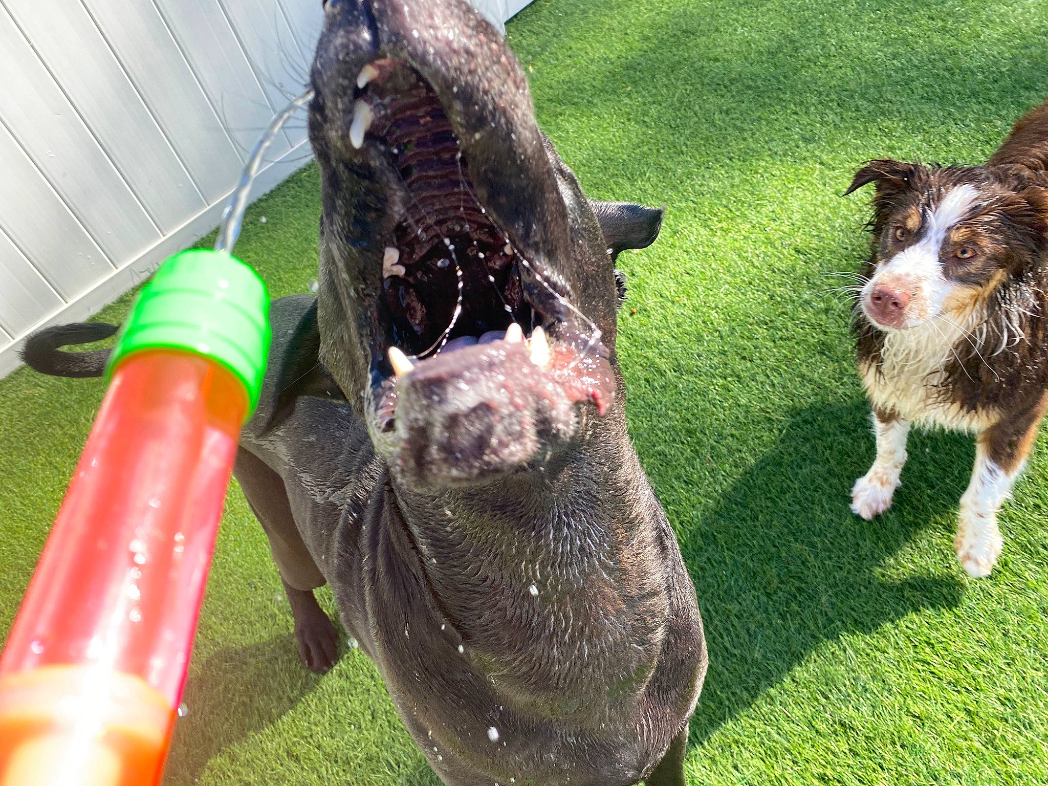 Rex joined the competition — help win amazing prizes! bovine, canidae, companion_dog, cone, dog_breed, fawn, fur, grass, groundcover, herd, livestock, pasture, snout, sporting_group, suidae, tail, terrestrial_animal, whiskers, working_animal