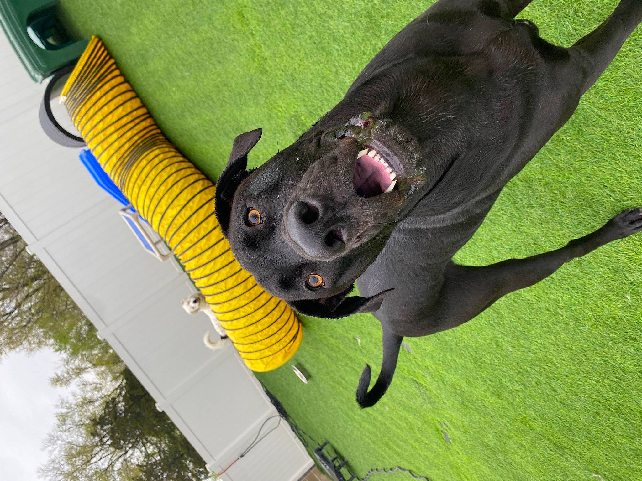 Rex is registered to the contest to win money with this photo: art, canidae, claw, collar, companion_dog, dog, dog_breed, fawn, foot, grass, great_dane, paw, personal_protective_equipment, snout, sporting_group, tail, terrestrial_animal, tree, whiskers, working_animal