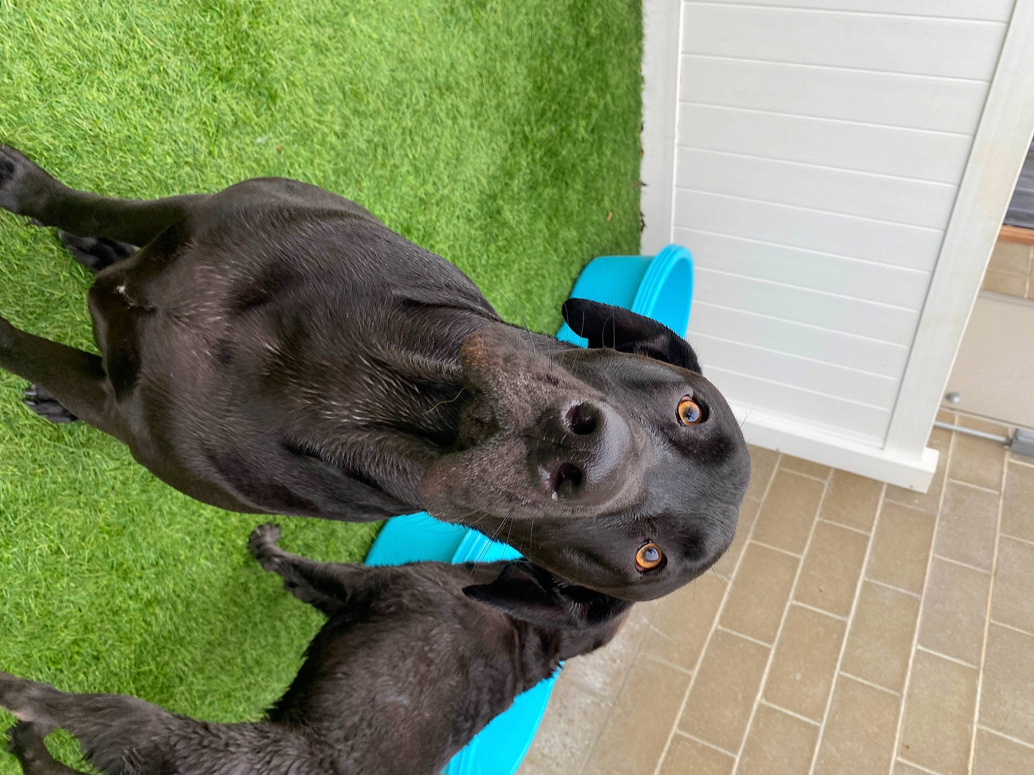 Rex is registered to the contest to win money with this photo: carnivore, collar, companion_dog, dog, dog_breed, dog_collar, dog_supply, fashion_accessory, fawn, liver, mammal, mexican_hairless_dog, pet_supply, snout, sporting_group, terrestrial_animal, tile_flooring, vertebrate, whiskers, working_animal