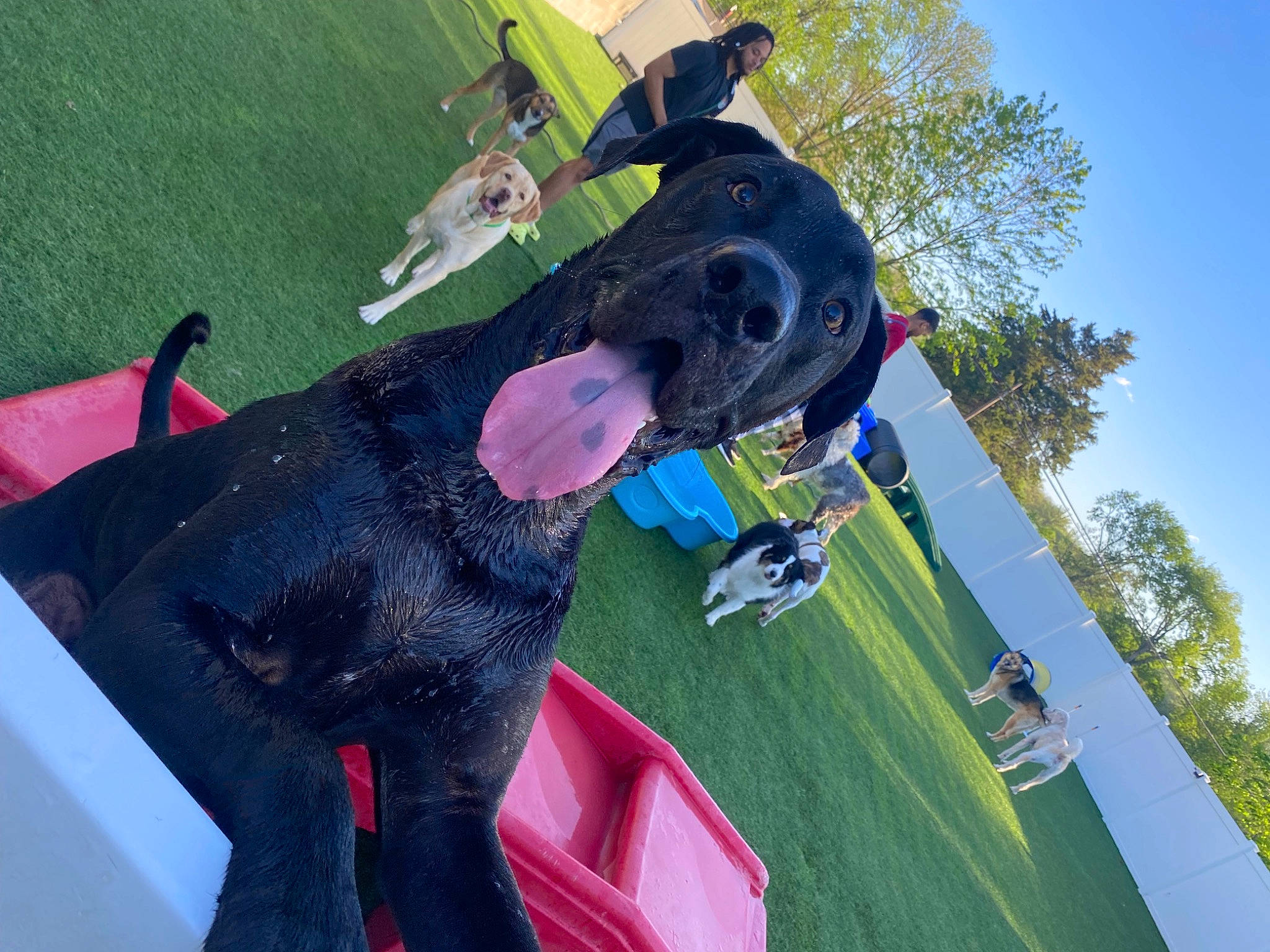 Rex is registered to the contest to win money with this photo: adventure, bumper, dog, dog_breed, extreme_sport, fashion_accessory, fun, grass, helmet, leisure, magenta, personal_protective_equipment, plant, recreation, sky, sports, sports_equipment, tree