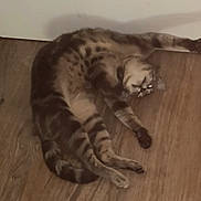 Blue a rejoint le concours — aidez-le/la à gagner de superbes lots ! cat, tabby, stretching, floor, wooden_floor, pet, animal, indoor, relaxed, feline, cute, whiskers, paws, playful, spots, tail, ears, fur, mammal, domestic