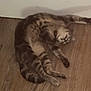 cat, tabby, stretching, floor, wooden_floor, pet, animal, indoor, relaxed, feline, cute, whiskers, paws, playful, spots, tail, ears, fur, mammal, domestic