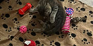 Blue participe au concours pour gagner de l'argent avec cette photo : kitten, cat, sleeping, blanket, paw_prints, toys, ball, mouse_toy, pink, red, blue, yellow, gray, floor, wooden_floor, cozy, cute, pet, indoor, resting