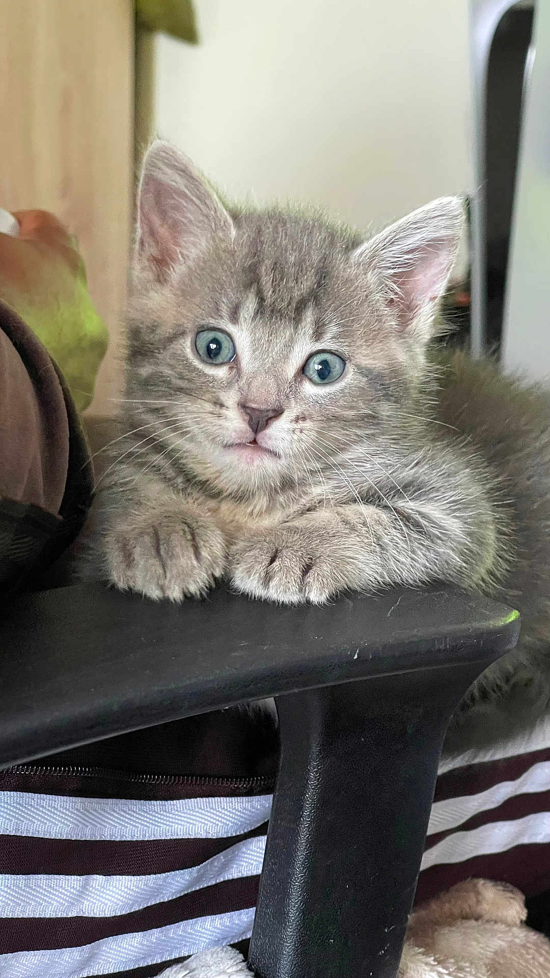 Blue participe au concours pour gagner de l'argent avec cette photo : kitten, cat, gray_tabby, blue_eyes, feline, pet, cute, animal, whiskers, paw, chair_armrest, indoor, closeup, young, fur, domestic_cat, curious, resting, small, adorable