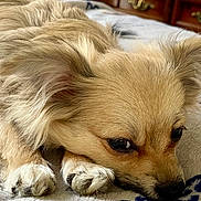 Teddy Allen is registered to the contest to win money with this photo: animal, blanket, calm, close_up, cute, dog, ears, fur, indoor, lying_down, mammal, nose, paws, pet, portrait, relaxing, resting, sleepy, small_dog, whiskers