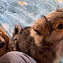 Teddy Allen joined the competition — help win amazing prizes! animal, attention, blanket, blue_blanket, brown_dog, calm, close_up, companion, cute, dog, domestic_animal, fluffy_dog, friendship, fur, indoor, pet, puppy, resting, soft_texture, two_dogs