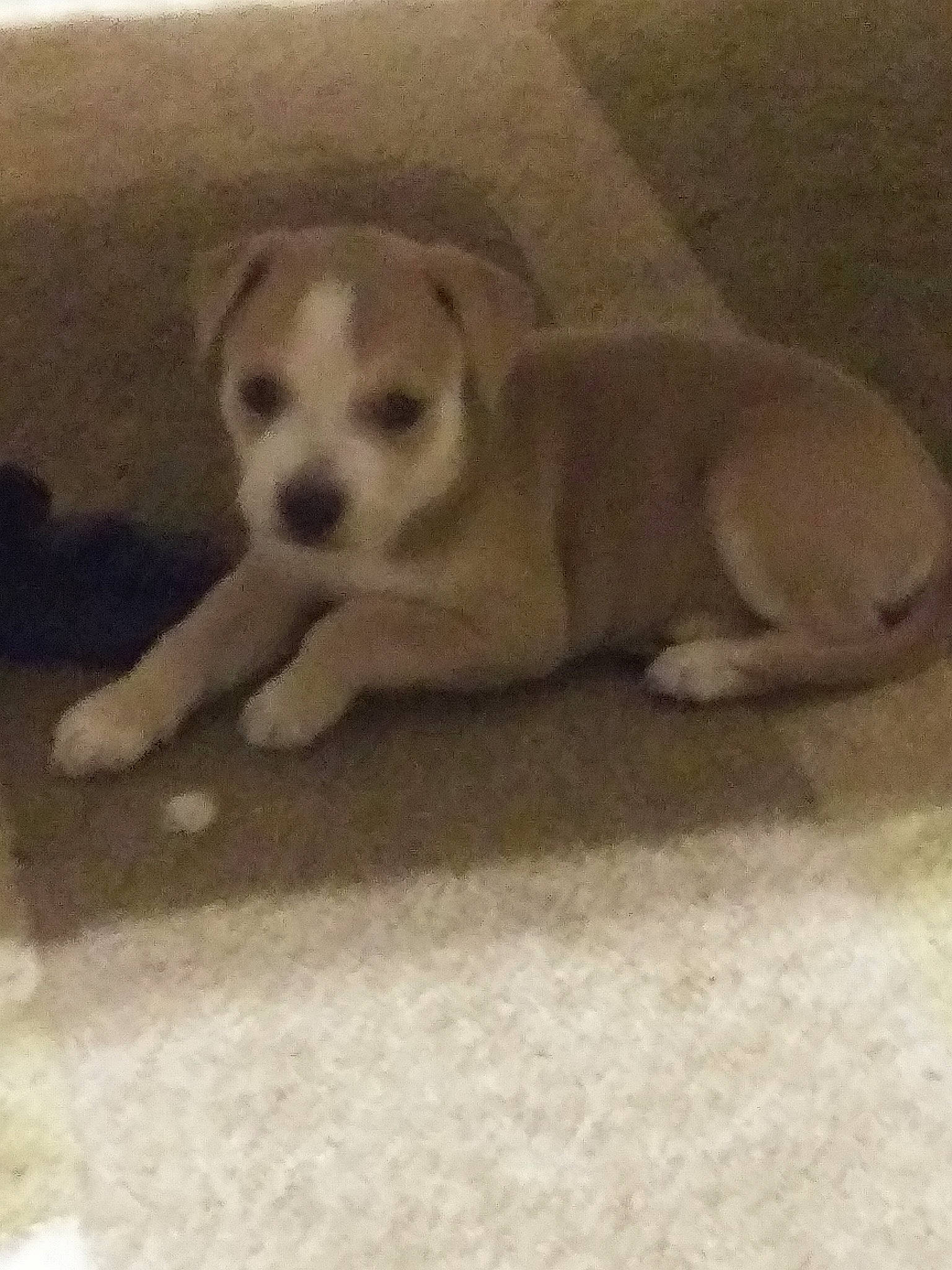 Sassy joined the competition — help win amazing prizes! american_pit_bull_terrier, canidae, carnivore, dog, dog_breed, fawn, labrador_husky, mammal, puppy, siberian_husky, sporting_group, street_dog, tail, vertebrate