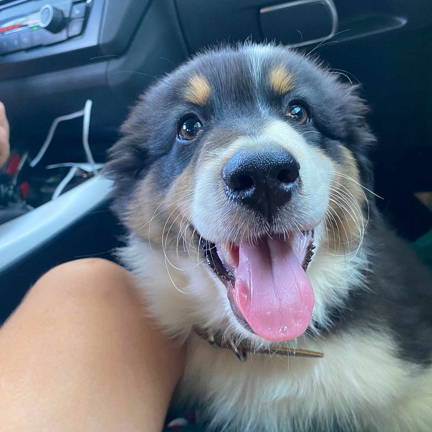 Hunter a rejoint le concours — aidez-le/la à gagner de superbes lots ! alloywheel, animal, bodypart, canine, car, carwheel, dog, grass, husky, machine, mouth, person, pet, plant, puppy, spoke, tire, transportation, vehicle, wheel