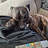 dog, brindle, couch, blanket, remote_control, paw, resting, indoor, pet, cozy, fleece, living_room, close_up, relaxed, animal, fur, companion, home, cute, comfort