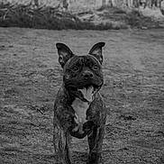 Oslo participe au concours pour gagner de l'argent avec cette photo : dog, brindle_coat, outdoor, running, tongue_out, happy, canine, animal, nature, grass, playful, pet, mammal, motion, energetic, black_and_white, forest, excited, walking, young_dog