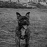dog, brindle_coat, outdoor, running, tongue_out, happy, canine, animal, nature, grass, playful, pet, mammal, motion, energetic, black_and_white, forest, excited, walking, young_dog
