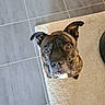 Oslo participe au concours pour gagner de l'argent avec cette photo : dog, brindle, pet, looking_up, carpet, floor, tile, indoor, ears, brown, animal, canine, cute, companion, domestic, fur, snout, whiskers, alert, friendly