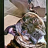 Oslo participe au concours pour gagner de l'argent avec cette photo : dog, brindle, pet, indoor, head_tilt, curious, canine, floor, couch, furniture, brown, black, ears, eyes, face, portrait, closeup, animal, companion, looking_up