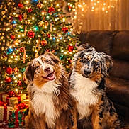 Elvis And Camo is registered to the contest to win money with this photo: dog, australian_shepherd, christmas_tree, holiday, festive, decorations, lights, ornaments, presents, rug, snowflake_pattern, indoor, pet, cute, happy, sitting, brown_couch, celebration, winter, joyful