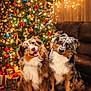 dog, australian_shepherd, christmas_tree, holiday, festive, decorations, lights, ornaments, presents, rug, snowflake_pattern, indoor, pet, cute, happy, sitting, brown_couch, celebration, winter, joyful