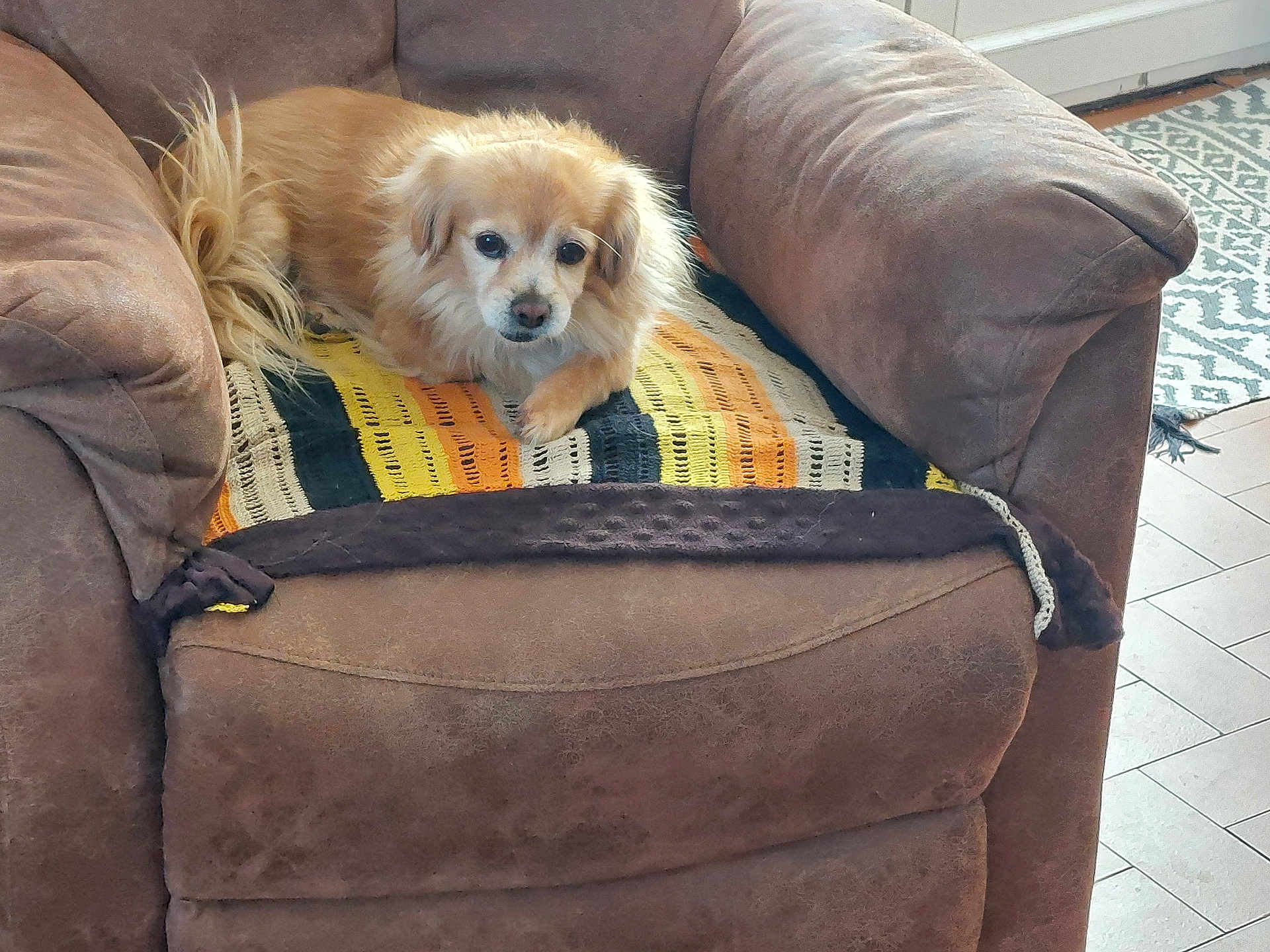 Karla a rejoint le concours — aidez-le/la à gagner de superbes lots ! dog, brown_dog, armchair, blanket, indoor, floor, patterned_blanket, carpet, cozy, pet, fur, resting, home, comfort, living_room, cute, animal, relaxed, seat, domestic