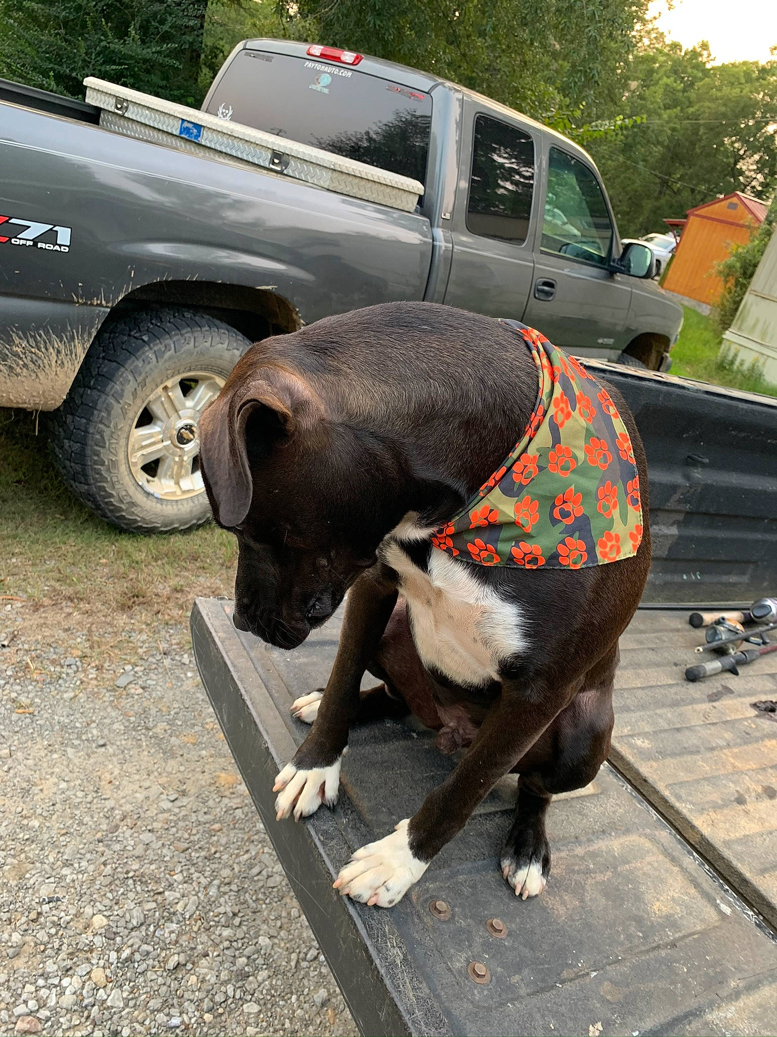 Ace is registered to the contest to win money with this photo: american_pit_bull_terrier, canidae, car, carnivore, dog, dog_breed, fawn, non_sporting_group, snout, sporting_group, tail, transport, vehicle, working_animal