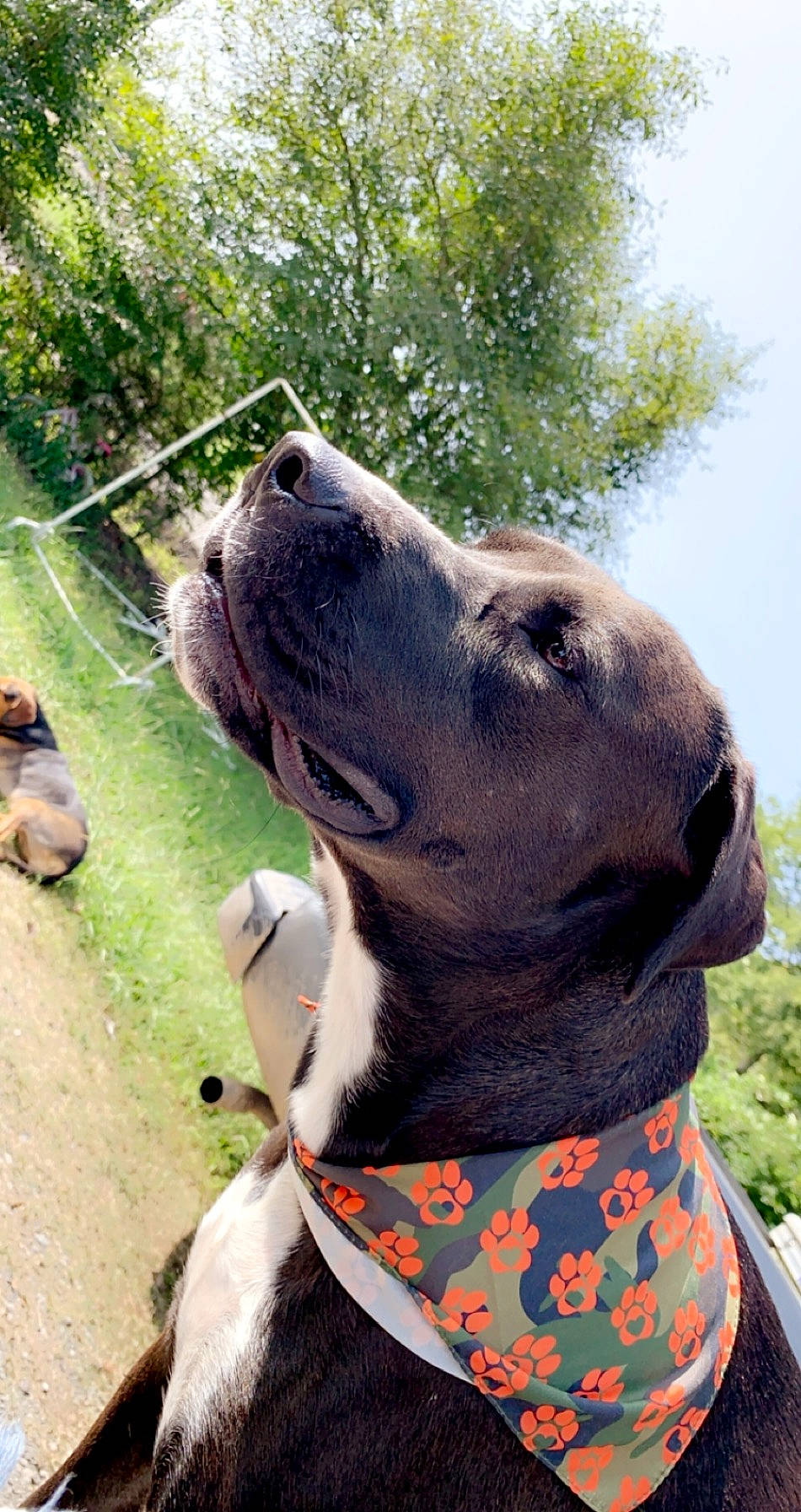 Ace is registered to the contest to win money with this photo: american_pit_bull_terrier, american_staffordshire_terrier, bandog, canidae, carnivore, collar, dog, dog_breed, dog_collar, fawn, great_dane, guard_dog, mammal, non_sporting_group, pit_bull, snout, sporting_group, vertebrate