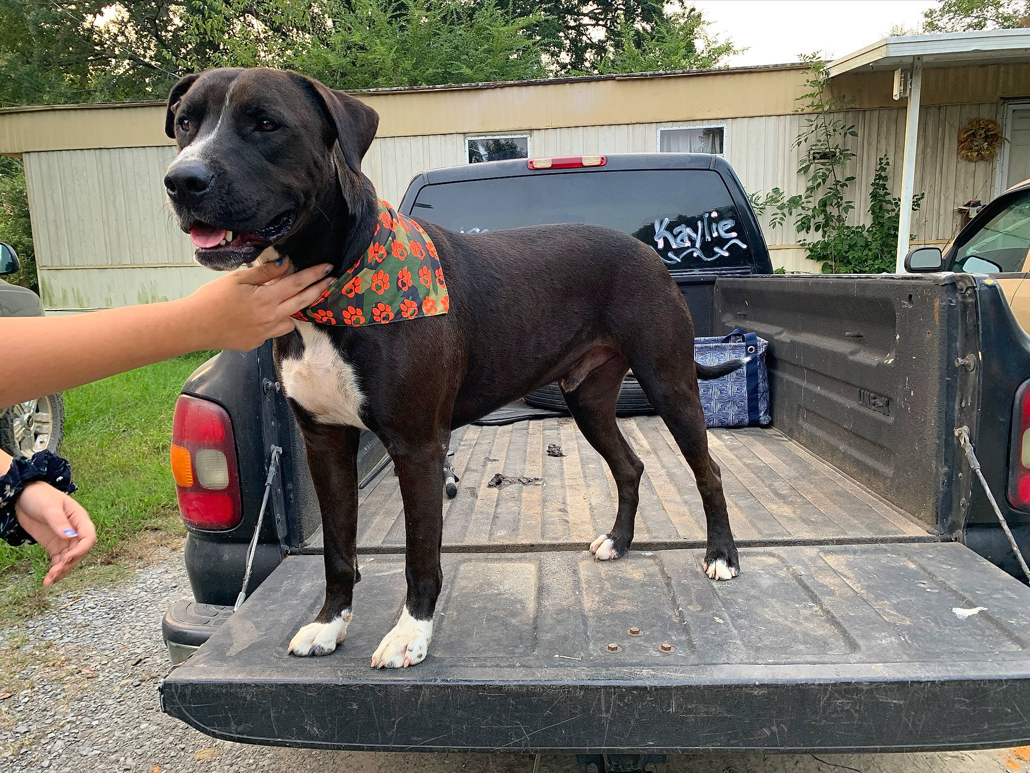 Ace is registered to the contest to win money with this photo: alaunt, american_pit_bull_terrier, american_staffordshire_terrier, bandog, bully_kutta, canidae, carnivore, companion_dog, dog, dog_breed, fawn, great_dane, guard_dog, mammal, non_sporting_group, perro_de_presa_canario, rare_breed_dog, sporting_group, vertebrate