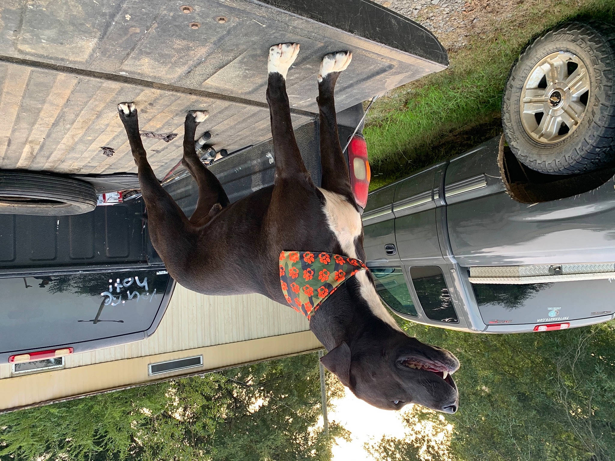 Ace joined the competition — help win amazing prizes! bumper, car, hand, tree, vehicle, wheel