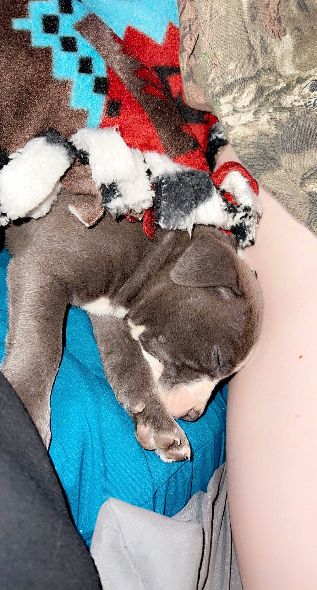 Athena is registered to the contest to win money with this photo: canidae, carmine, carnivore, comfort, companion_dog, dog, dog_breed, fawn, felidae, fictional_character, fur, linens, paw, santa_claus, small_to_medium_sized_cats, sporting_group, stuffed_toy, tail, textile, working_animal