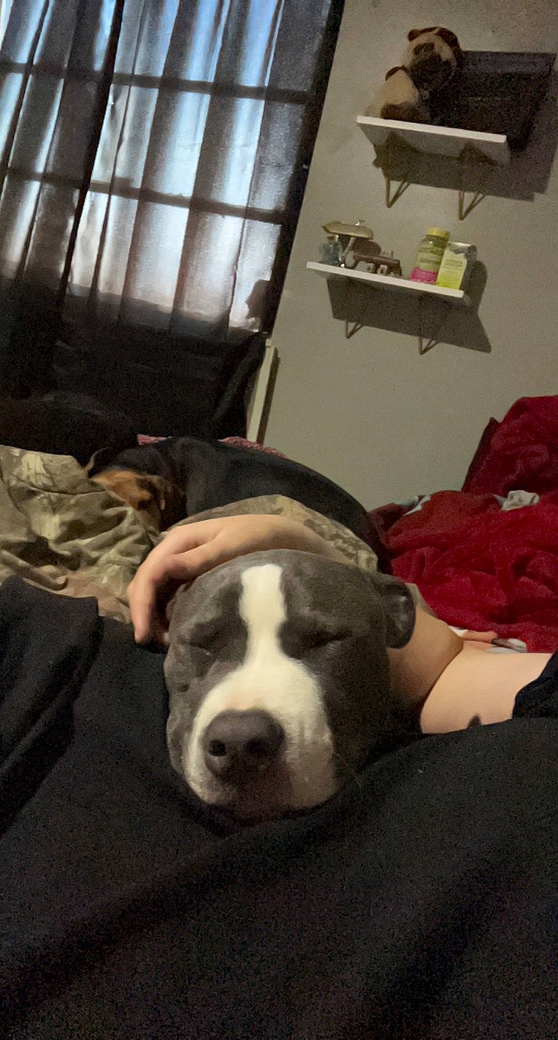 Athena joined the competition — help win amazing prizes! ball, canidae, carnivore, comfort, companion_dog, couch, curtain, dog, dog_breed, fawn, flooring, fur, houseplant, linens, living_room, room, snout, sporting_group, whiskers, working_animal