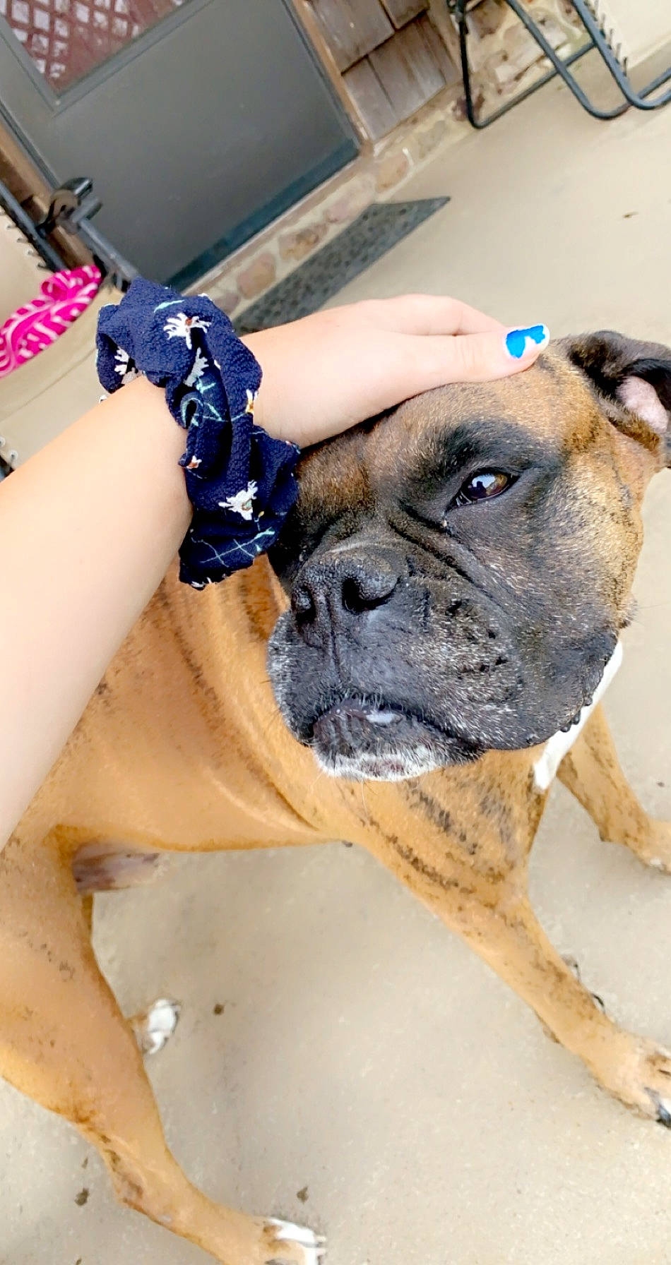 Rocky is registered to the contest to win money with this photo: boxer, bulldog, bullmastiff, canidae, carnivore, dog, dog_breed, fawn, mammal, molosser, non_sporting_group, old_english_bulldog, olde_english_bulldogge, perro_de_presa_mallorquin, pug, skin, snout, sporting_group, working_dog