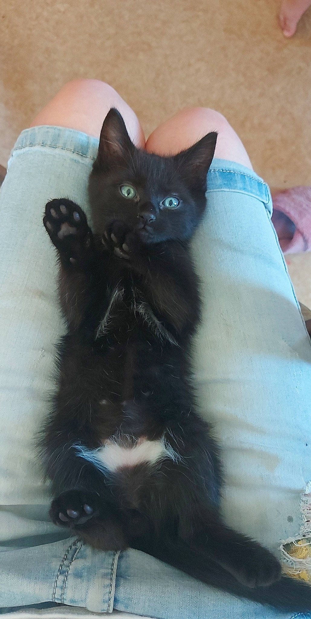 Tchoupy a rejoint le concours — aidez-le/la à gagner de superbes lots ! black_cat, carnivore, cat, cat_furniture, cat_supply, claw, comfort, domestic_short_haired_cat, electric_blue, fawn, felidae, fur, grey, iris, paw, small_to_medium_sized_cats, snout, tail, whiskers, window