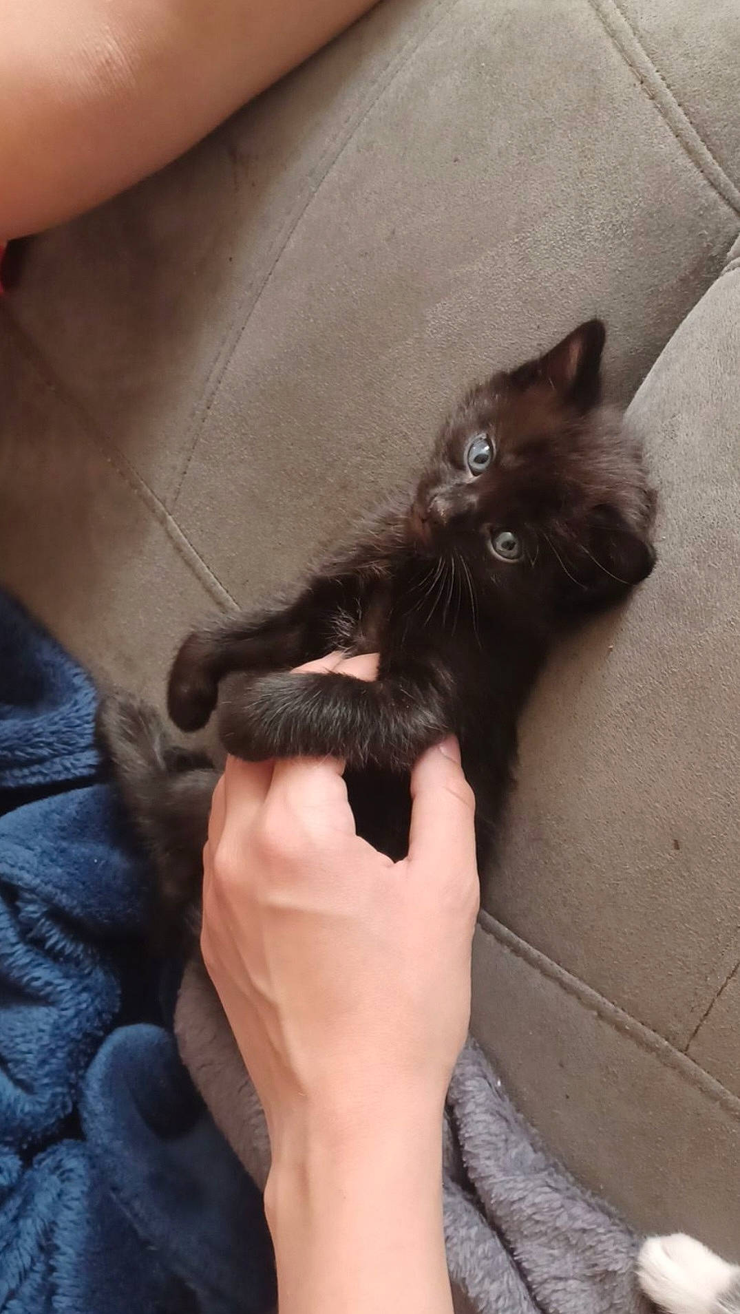 Tchoupy participe au concours pour gagner de l'argent avec cette photo : black_cat, bombay, carnivore, cat, comfort, domestic_short_haired_cat, fashion_accessory, felidae, finger, foot, fur, gesture, human_leg, nail, plant, sleeve, small_to_medium_sized_cats, tail, whiskers, wrist