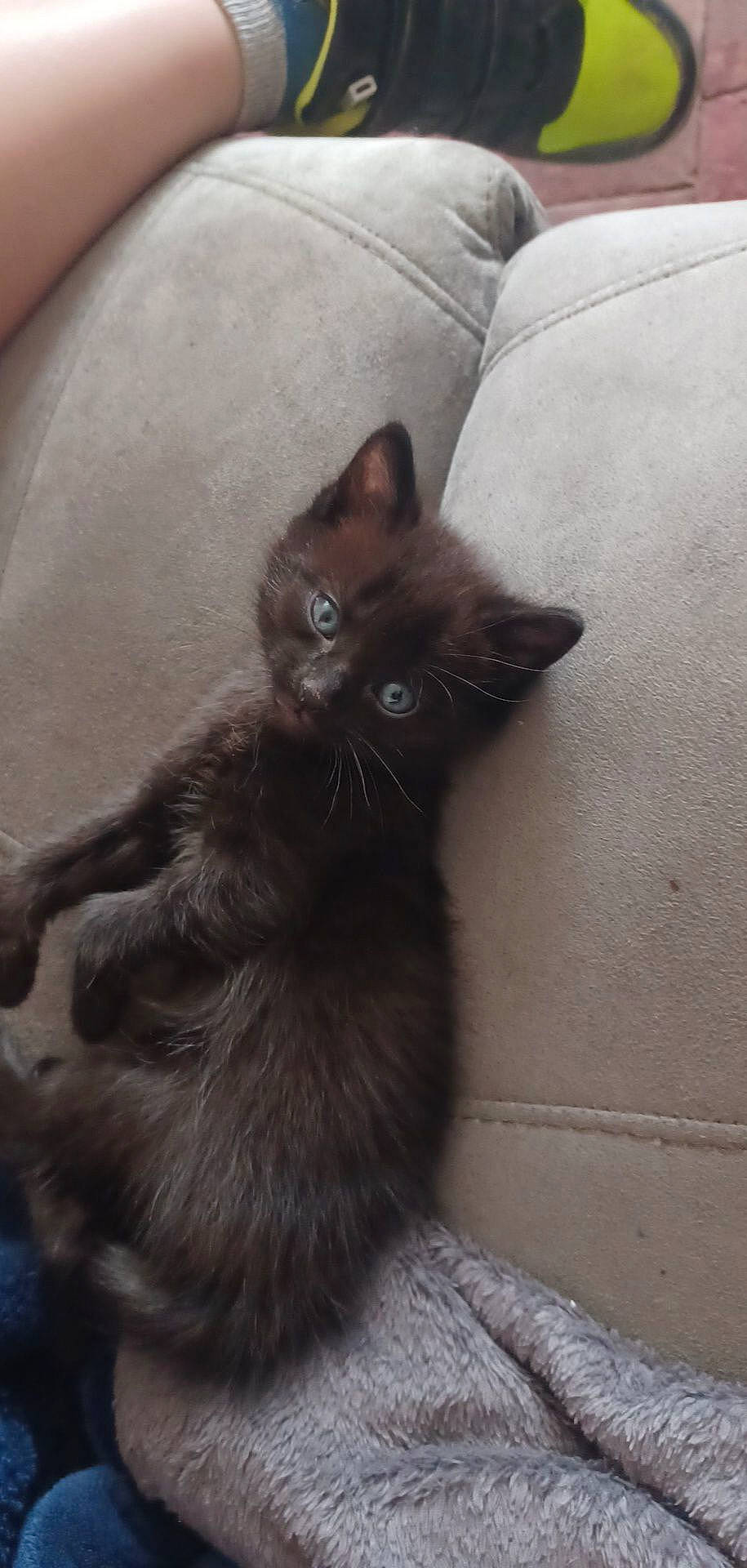 Tchoupy a rejoint le concours — aidez-le/la à gagner de superbes lots ! black_cat, bombay, carnivore, cat, claw, comfort, couch, domestic_short_haired_cat, eye, fawn, felidae, fur, grey, hardwood, paw, small_to_medium_sized_cats, snout, tail, terrestrial_animal, whiskers