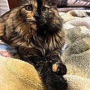 Tink is registered to the contest to win money with this photo: animal, blanket, cat, closeup, cozy, cute, domestic, eyes, feline, fluffy, fur, indoor, paws, pet, portrait, relaxed, resting, soft, tortoiseshell, whiskers