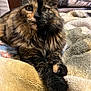 animal, blanket, cat, closeup, cozy, cute, domestic, eyes, feline, fluffy, fur, indoor, paws, pet, portrait, relaxed, resting, soft, tortoiseshell, whiskers