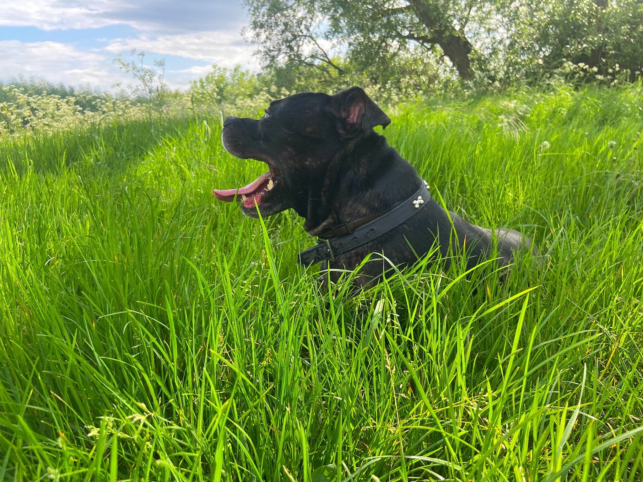 Billy is registered to the contest to win money with this photo: borador, canidae, carnivore, cloud, companion_dog, dog, dog_breed, dog_collar, fawn, grass, grassland, gun_dog, meadow, pasture, plant, prairie, sky, snout, tree, working_animal