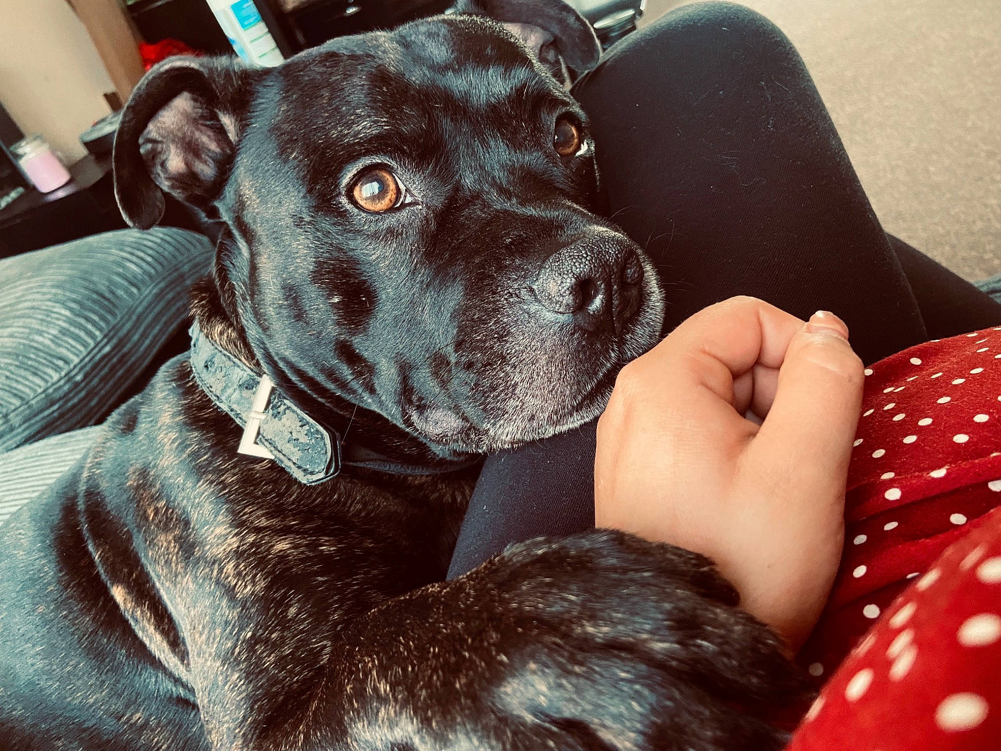 Billy is registered to the contest to win money with this photo: borador, canidae, carnivore, collar, comfort, companion_dog, dog, dog_breed, dog_collar, fur, gun_dog, liver, pattern, plaid, sitting, snout, sporting_group, whiskers, working_animal