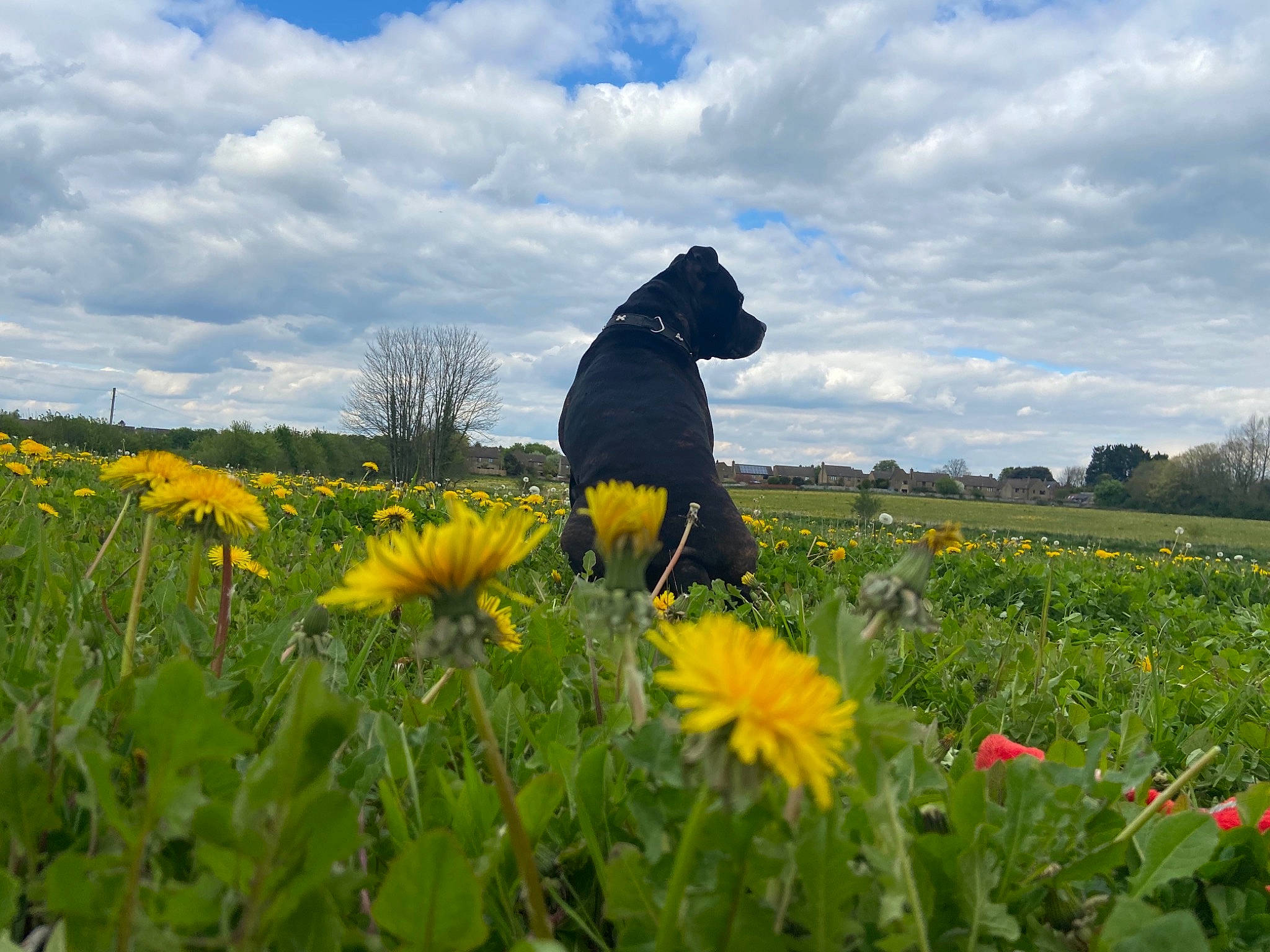Billy joined the competition — help win amazing prizes! agriculture, cloud, dandelion, field, flower, flowering_plant, grass, grass_family, grassland, herbaceous_plant, landscape, meadow, natural_landscape, people_in_nature, petal, plant, prairie, rural_area, sky, tree