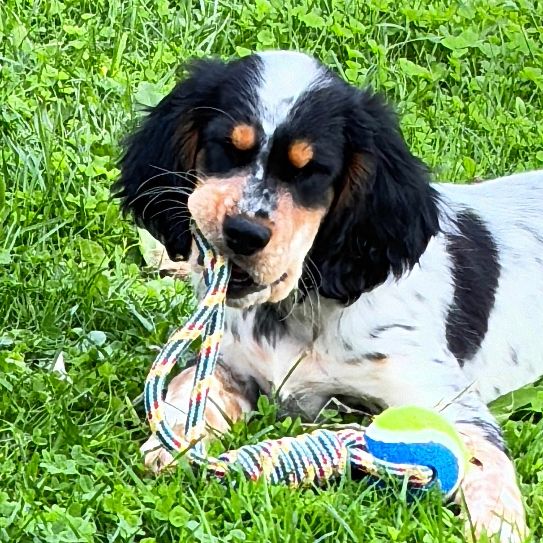 Viper a rejoint le concours — aidez-le/la à gagner de superbes lots ! animal, ball, canine, cockerspaniel, dog, football, grass, hound, lawn, nature, outdoors, pet, plant, puppy, soccer, soccerball, sport, tennis, tennisball, yard
