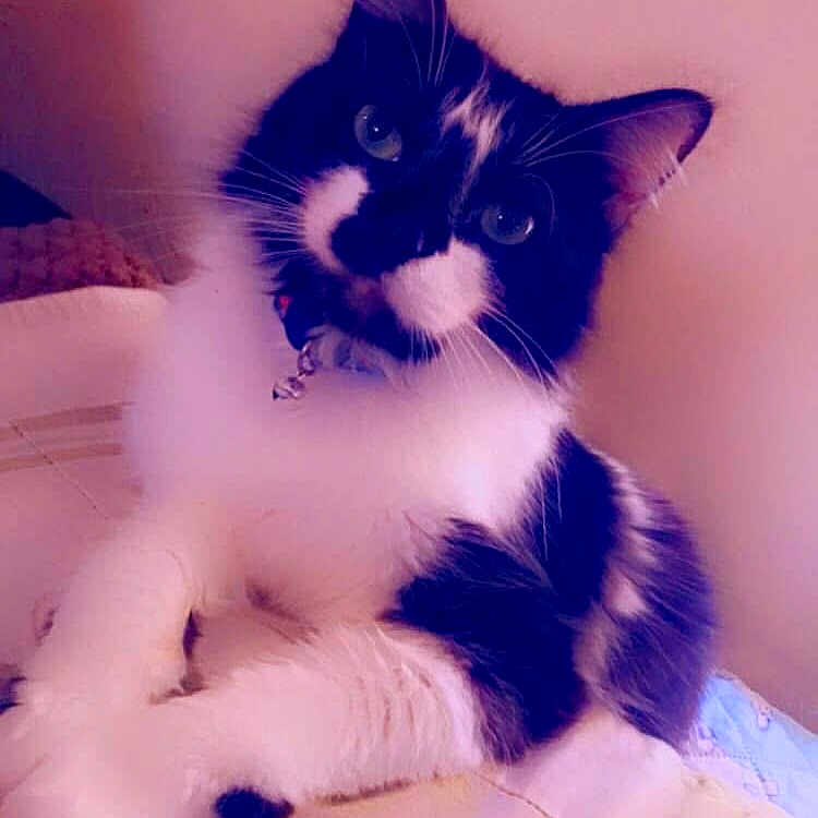 Daisy joined the competition — help win amazing prizes! cat, black_and_white, pet, feline, animal, portrait, sitting, bed, bedroom, whiskers, blue_eyes, fur, collar, indoors, close_up, pink_lighting, purple_tint, relaxed, cute, photography