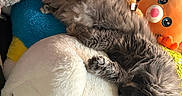 Tini joined the competition — help win amazing prizes! cat, kitten, sleeping, fluffy, gray_fur, pet, animal, plush_toys, stuffed_animal, cuddling, resting, indoor, cozy, colorful, toy, soft, whiskers, ears, paws, cute