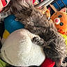 cat, kitten, sleeping, fluffy, gray_fur, pet, animal, plush_toys, stuffed_animal, cuddling, resting, indoor, cozy, colorful, toy, soft, whiskers, ears, paws, cute
