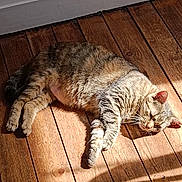 Crème participe au concours pour gagner de l'argent avec cette photo : cat, tabby_cat, wooden_floor, sunlight, shadow, indoor, pet, relaxed, feline, animal, laying_down, striped, whiskers, ears, paws, fur, cozy, sunbeam, home, resting