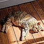 cat, tabby_cat, wooden_floor, sunlight, shadow, indoor, pet, relaxed, feline, animal, laying_down, striped, whiskers, ears, paws, fur, cozy, sunbeam, home, resting