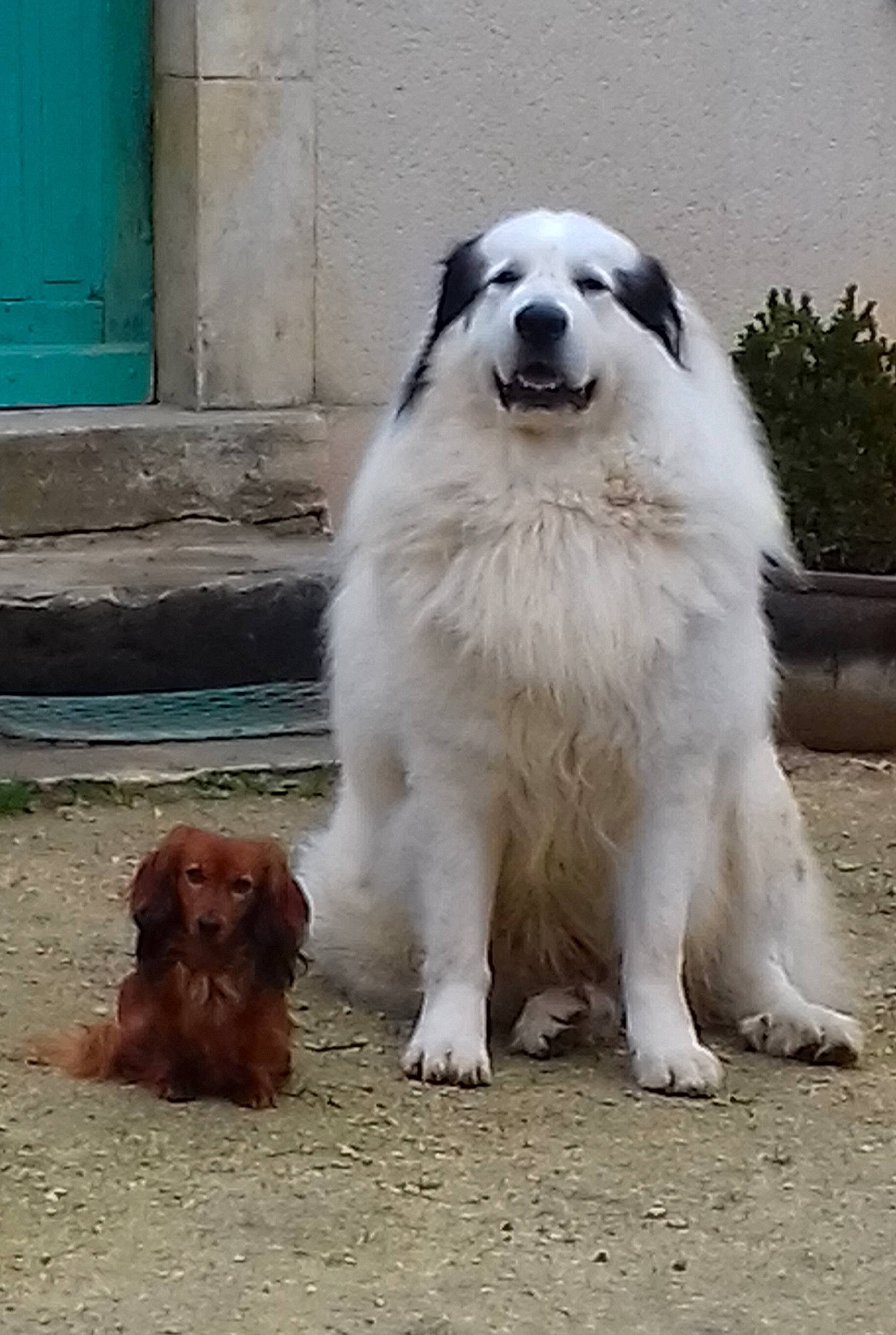 Jarod Et Gaby a rejoint le concours — aidez-le/la à gagner de superbes lots ! canidae, carnivore, companion_dog, dog, dog_breed, flowerpot, fur, grass, great_pyrenees, kuvasz, liver, livestock_guardian_dog, maremma_sheepdog, plant, polish_tatra_sheepdog, snout, sporting_group, tree, working_animal, working_dog