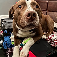 Brutus is registered to the contest to win money with this photo: dog, brown_dog, white_paws, suitcase, clothes, indoor, furniture, dresser, wooden_drawers, pet, canine, lying_down, close_up, curious_eyes, household, domestic, relaxed, paw, collar, room