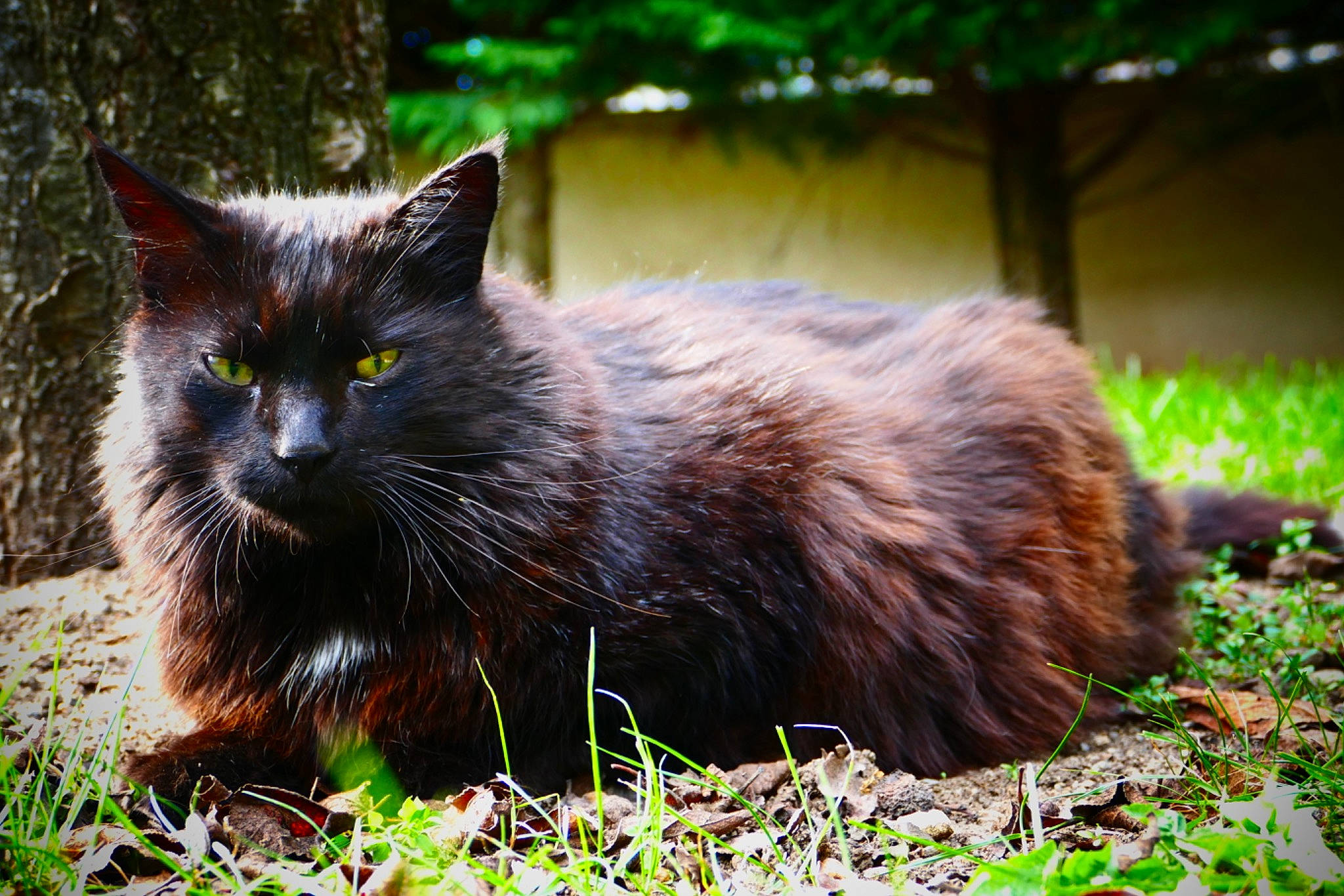 Beauty a rejoint le concours — aidez-le/la à gagner de superbes lots ! black_cat, bombay, carnivore, cat, domestic_short_haired_cat, felidae, fur, grass, groundcover, plant, small_to_medium_sized_cats, snout, tail, terrestrial_animal, tree, whiskers, wildlife, wood