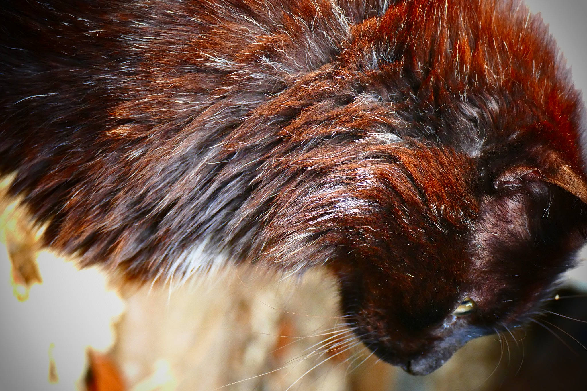 Beauty a rejoint le concours — aidez-le/la à gagner de superbes lots ! canidae, carnivore, cat, claw, close_up, dog_breed, domestic_short_haired_cat, eye, fawn, felidae, fur, hair, human_body, liver, small_to_medium_sized_cats, snout, tail, terrestrial_animal, whiskers, wildlife