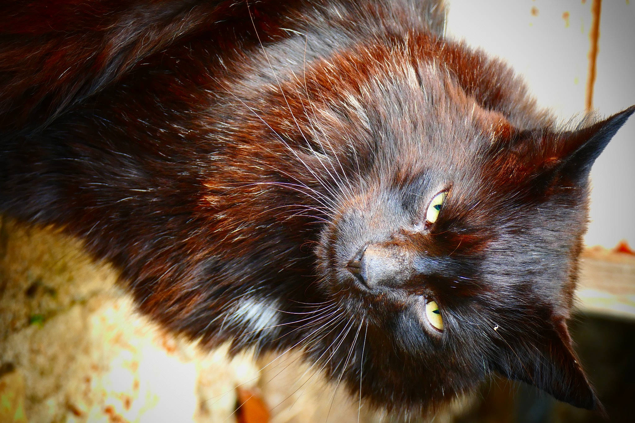 Beauty participe au concours pour gagner de l'argent avec cette photo : carnivore, cat, claw, domestic_short_haired_cat, fawn, felidae, fur, liver, small_to_medium_sized_cats, snout, tail, terrestrial_animal, whiskers, wildlife